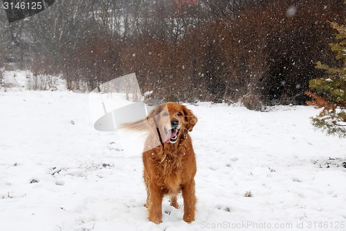 Image of Golden retriever at snowfall