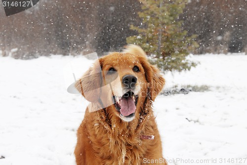 Image of Golden retriever at snowfall