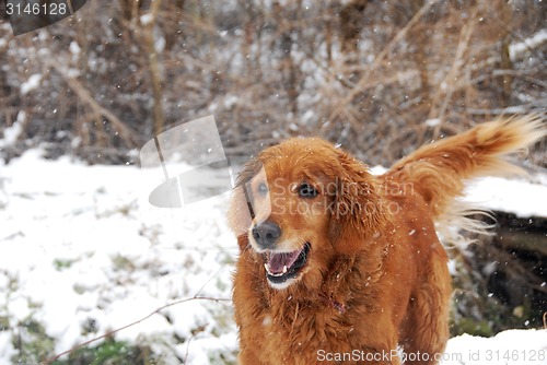 Image of Golden retriever at snowfall