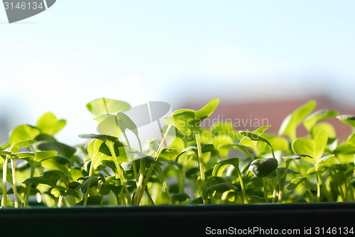 Image of Green seedlings on sunlight