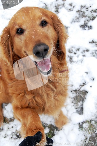 Image of Golden retriever portrait at snow