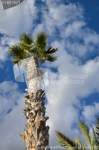 Image of Palm tree at blue sky 