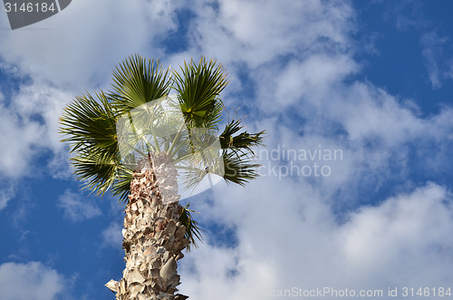 Image of Palm tree from below