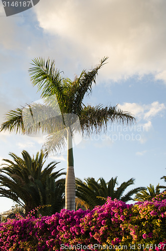 Image of Tropical evening view