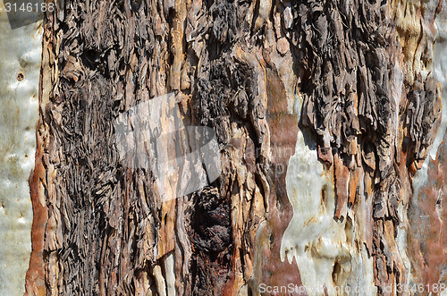 Image of Bright tree trunk detail