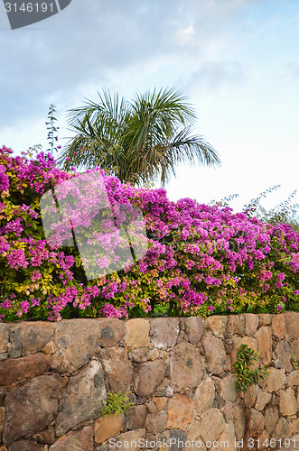 Image of Tropical stone wall