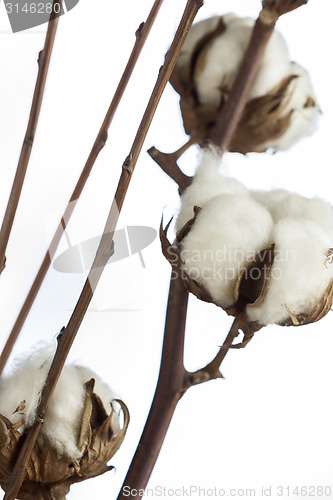 Image of Fresh white cotton bolls ready for harvesting