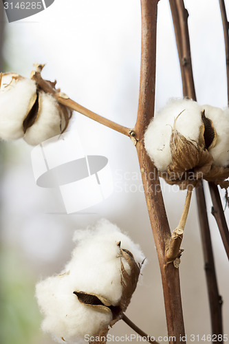 Image of Fresh white cotton bolls ready for harvesting