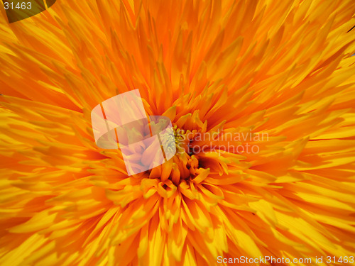 Image of filled sunflower