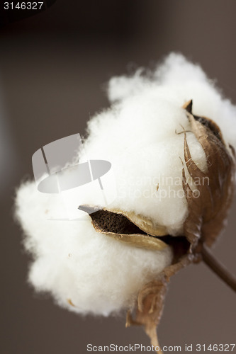 Image of Fresh white cotton bolls ready for harvesting