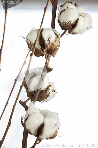 Image of Fresh white cotton bolls ready for harvesting