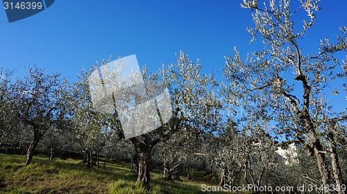 Image of Olive oil tree			