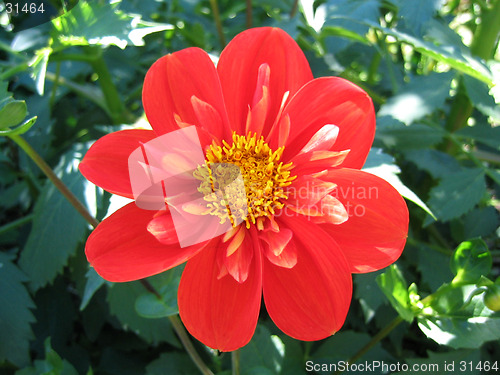 Image of flower