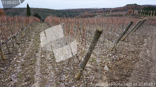 Image of Wineyard in the winter 
					