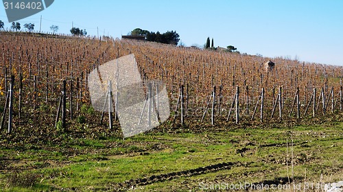 Image of 
Wineyard in the winter 					