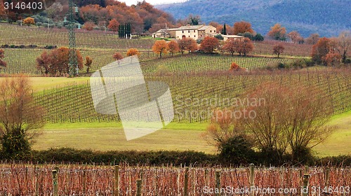 Image of Wineyard in the winter 		