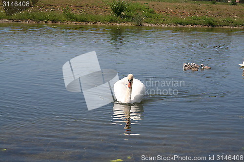 Image of Mother Swan with nestlings