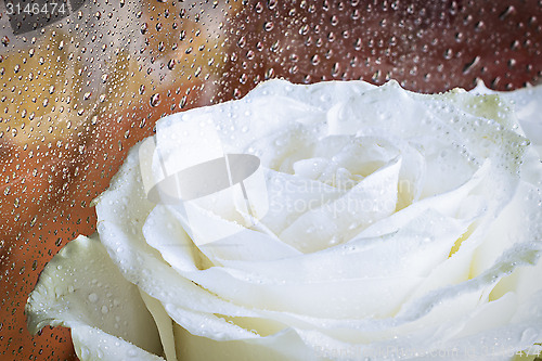 Image of White rose flower and water drops 