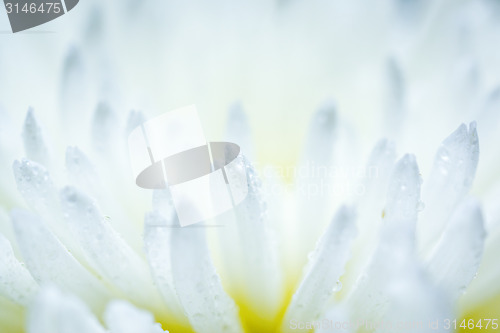 Image of White aster flower 