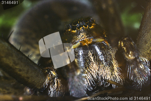 Image of Raft spider, close up. Dolomedes fimbriatus.