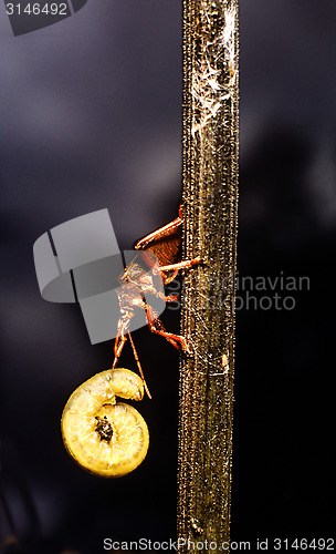 Image of Spiked shieldbug with prey. Picomerus bidens.