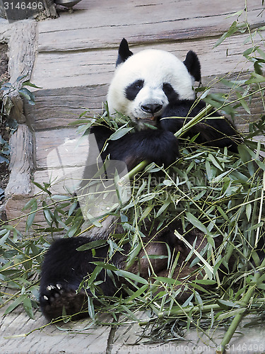 Image of giant panda