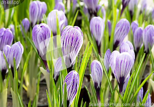 Image of Purple Crocus.