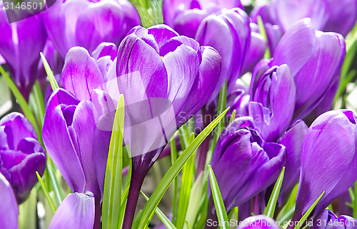 Image of Crocus flower bloom.