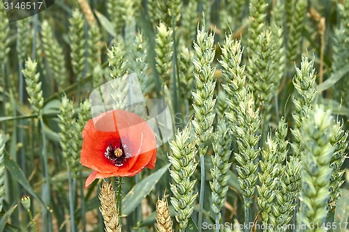 Image of Red Poppy among maturing wheat