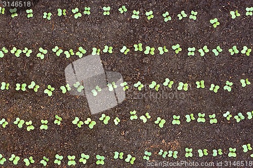 Image of New seedlings of cabbage in soil