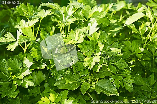 Image of Green leaf parsley