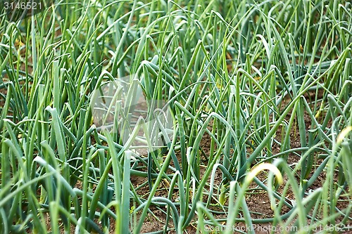 Image of Green onion plants in soil