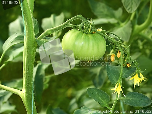 Image of Large green unripe tomato