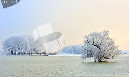 Image of Frosty winter trees 