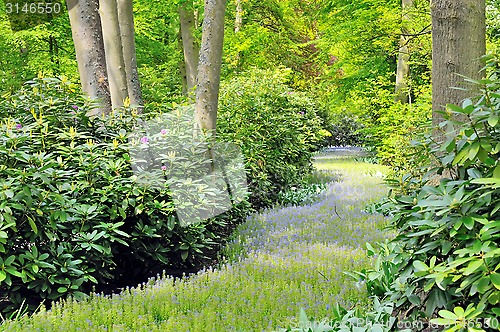 Image of green forest in  spring time