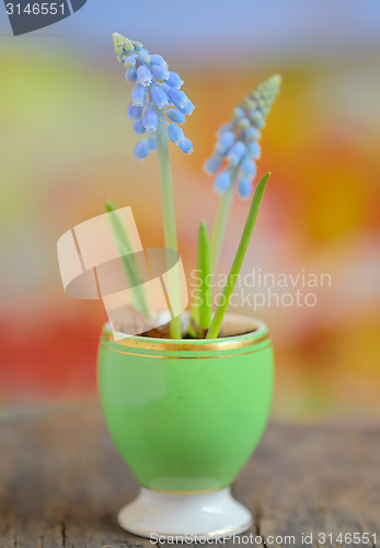 Image of Muscari armeniacum flowers