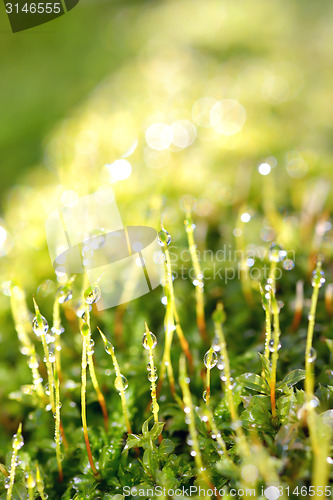 Image of drops of dew on a grass