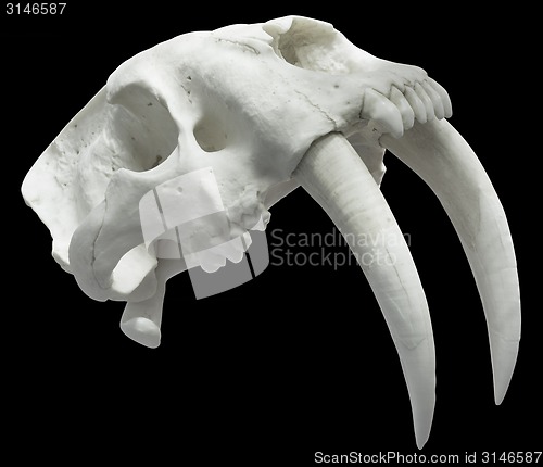 Image of Smilodon Skull Cutout