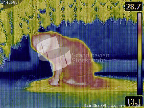 Image of Cat Thermogram