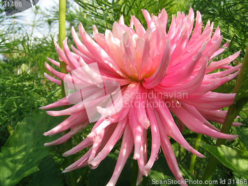 Image of flower