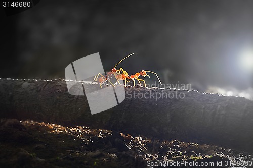 Image of Red ants