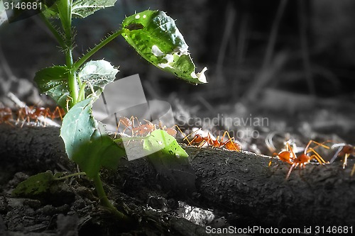 Image of Red ants