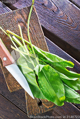 Image of fresh sorrel