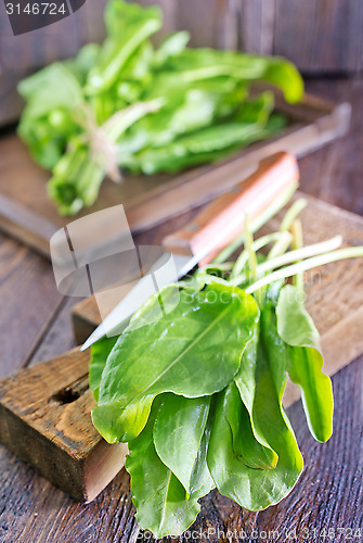 Image of fresh sorrel