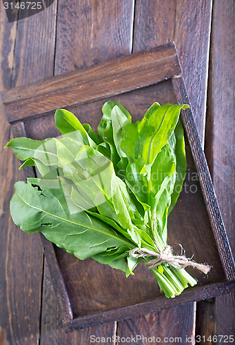 Image of fresh sorrel