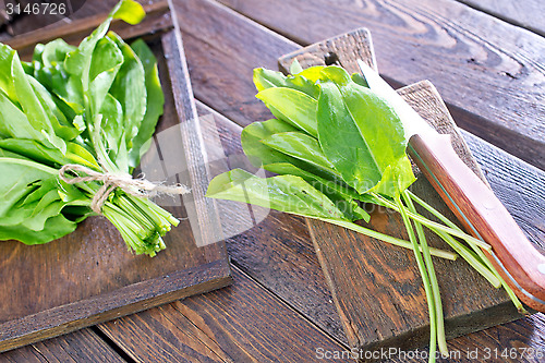 Image of fresh sorrel