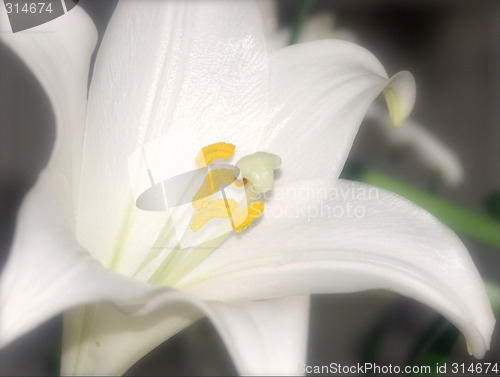 Image of Soft white lily