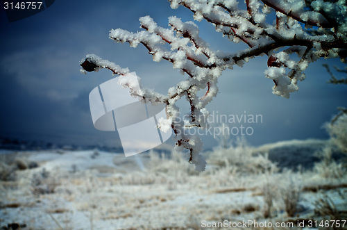 Image of Snowy Branches