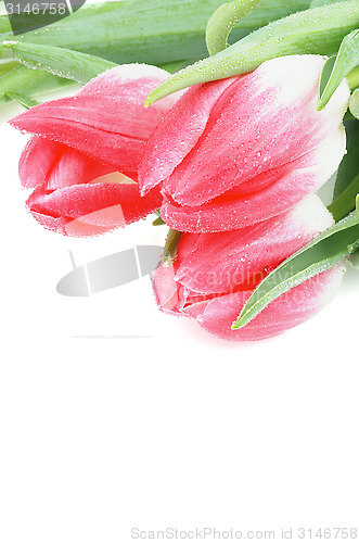 Image of Spring Tulips