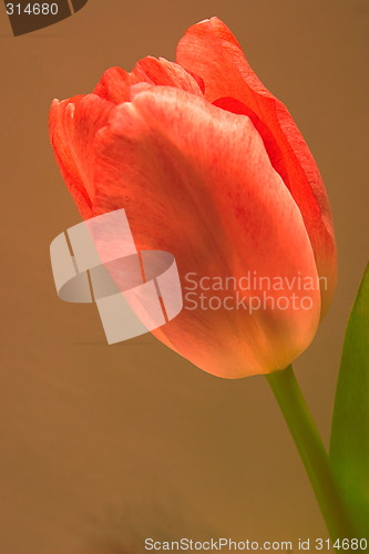 Image of orange  tulip